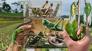 Hunting aggressive reptiles‼️catch green cicada giant grasshopper tree snake mane chameleon [upl. by Ring516]