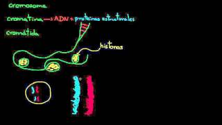 Cromosomas cromátidas cromatina etc  División celular  Biología  Khan Academy en Español [upl. by Lovel]