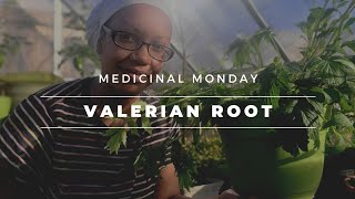 Valerian Root  Benefits and Harvest [upl. by Netsirk]