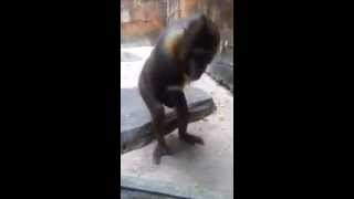 Monkey jacking it and eating splooj FUNNY [upl. by Aidne]