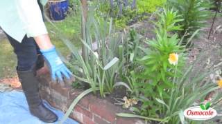 How To Care For Daffodils Once They Finish Blooming [upl. by Colline]