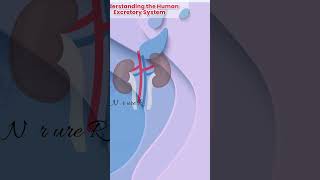 Excretory System nclex nursing medico neet norcet pharmacy labtechnician education learning [upl. by Lorie]