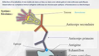 CYTOLOGIE Methodes Cytochimiques [upl. by Acissev]