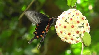 ジャコウアゲハ（アゲハチョウ科）Atrophaneura alcinous 2024年4月 沖縄本島 [upl. by Ebner662]