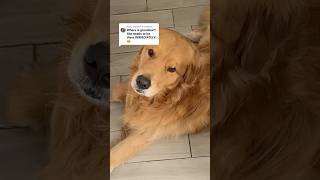 Golden Retrievers Heartwarming Love for Grandma [upl. by Aneerahs]