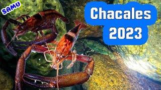 Así son los chacales o langostinos de Rio en jalisco 2023 [upl. by Igic90]