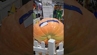 Giant 407kg Pumpkin at the 2024 Sydney Royal Easter Show pumpkin giantpumpkin giant eastershow [upl. by Luana]