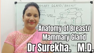 Anatomy Lectures Mammary Gland Anatomy of Breast anatomylectures anatomy humananatomy [upl. by Barret198]