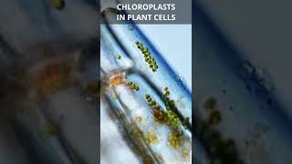 Chloroplasts in Plant Cells [upl. by Ennaira]