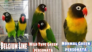 ANOANO ANG MGA PAGKAKAIBA NG BELGIUM LINE WILD TYPE GREEN PERSONTA AT NORMAL GREEN PERSONATA [upl. by Ycul568]