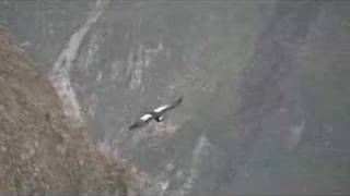 The Andean Condor [upl. by Hartwell]