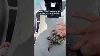 Helpless barnaclecovered sea turtle rescued  Humankind Shorts [upl. by Nere]