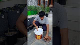 इस खाद को डालते ही पौधे फूलों से भर जाएंगें 😍😍 youtubeshorts gardening shorts [upl. by Mohkos]