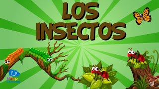 LOS INSECTOS 🐞🦗 Vídeos Educativos para Niños [upl. by Ahcsat208]