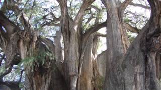 The Tule Tree of Oaxaca Mexico [upl. by Shaylyn]