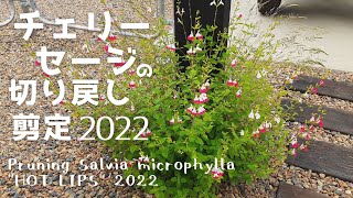 『チェリーセージ切り戻し2022』Pruning Salvia microphylla quotHOT LIPSquot 2022 [upl. by Axela]