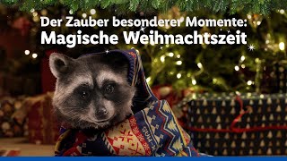 Der Zauber besonderer Momente  Magische Weihnachtszeit  Lidl lohnt sich [upl. by Akienom]