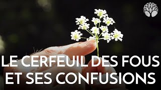 Le cerfeuil des fous et ses confusions [upl. by Navac]