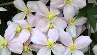 Clematis montana Elizabeth [upl. by Buyers688]