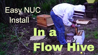 Homestead Beekeeping Installing a NUC in a Flow Hive [upl. by Grosmark]