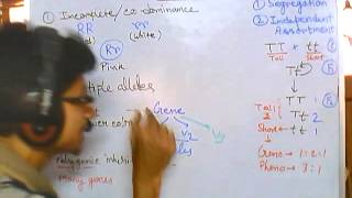 Genetics part 2 nonmendelian inheritance codominance polygene linked gene sex linkage etc [upl. by Zinah]