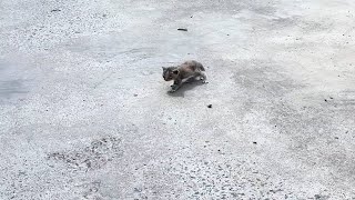 The vet said this kitten had little chance of survival [upl. by Asenev]