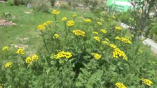 TANSY Tanacetum vulgare  Bitter Buttons Cow Bitter Golden Buttons  Medicinal Use amp History [upl. by Ydnih]