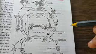 Oomycetes Zygomycetes and Deutromycetes [upl. by Kenneth]