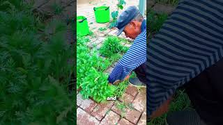 The Best Way to Grow Veggies in Your Yard [upl. by Ogir]