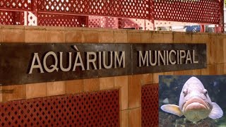 🐟 Descubre el ACUARIO municipal de Santa Pola 🐠 [upl. by Wilmott]