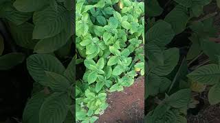 Mussaenda plantnature indoorplants garden nurseryplants sreevidhya nursery rachuloor gate [upl. by Eima]