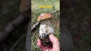 Boletus 2024 boletus mushroom mushrooms funghi porcini [upl. by Lahsram]