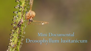 Drosophyllum lusitanicum Planta carnívora  Mini Documental [upl. by Gottfried]