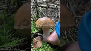 Beautiful boletus  October in Brdy hriby boletus mushroom fungi [upl. by Sadie]