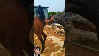 horse equestrian horselover horseriding animals funny remixart comedyfilms entertainment [upl. by Grannias]