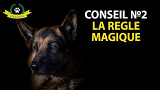 Ton chien nobéit pas quand il y a dautres chiens  Voici la solution [upl. by Edroi]