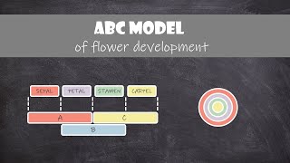 ABC Model of Flower Development  Plant Biology [upl. by Ashely]