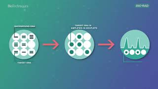 An introduction to Droplet Digital PCR [upl. by Eahcim]