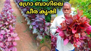 ചീര കൃഷി അറിയേണ്ടതെല്ലാം  Cheera Krishi In Malayalam  How To Grow Spinach Or Cheera At Home [upl. by Rorry]