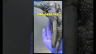 The Deadly Cassowary Claws  The Hidden Daggers of the Bird World [upl. by Krischer]