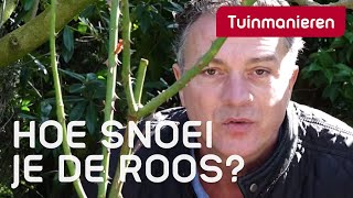 De roos snoeien in het voorjaar hoe doe je dat  Tuinmanieren [upl. by Shultz623]