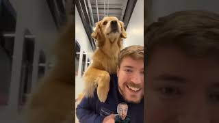 Worlds SMARTESTDOG mrbeast dog smartdog goldenretriever puppy funny cute yeet [upl. by Hearn]