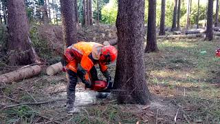 FELLING Chainsaw Husqvarna 572XP [upl. by Emrich]