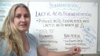 Anaerobic respiration  fermentation [upl. by Aztiray412]