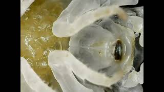 Porcellio Scaber Dairy Cow Marsupium Brood Pouch Closeup [upl. by Juanita334]