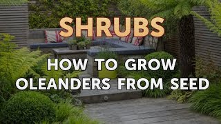 How to Grow Oleanders From Seed [upl. by Aokek700]