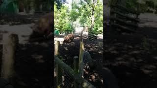 Mudchute Park and Farm Video 7 Tamworth pigs [upl. by Ecikram]