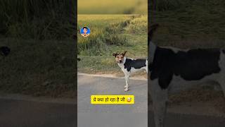 Tu Kaun Hai Be  Sab LOol Hai funny sabloolhai animal [upl. by Lounge]