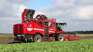 Grimme ReXor 6200 beim Cichorei roden [upl. by Reiner]