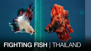 Fighting fish  Thailand [upl. by Drawyeh]